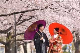 華雅苑　浅草橋本店 _【3月～4月上旬】桜season