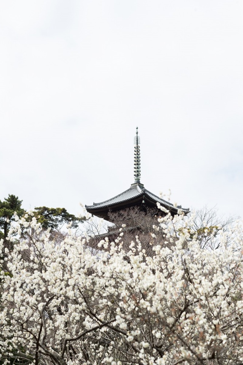 白梅は満開でした