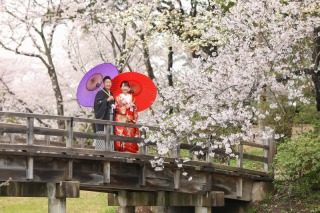 横浜三渓園の桜が満開の瞬間に撮影ができてとても嬉しかったです！この写真が撮れてよかったー！！！