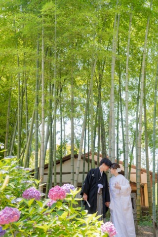 三渓園の竹林　アジサイと共に