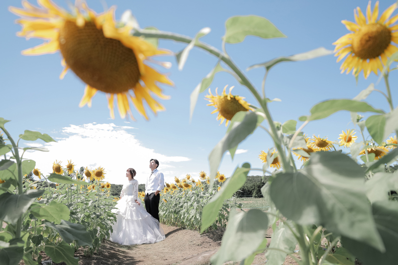 夏ならではのひまわり撮影