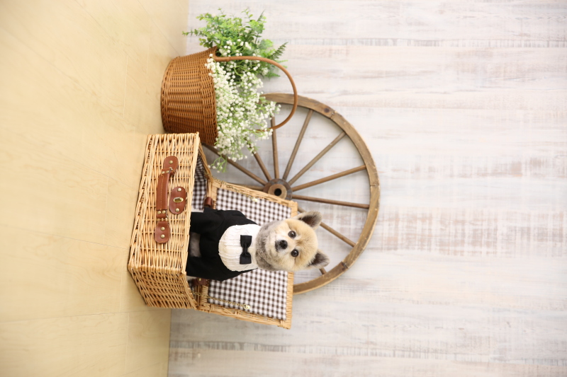 ◆和洋装3着◆大切な家族《わんちゃん・ねこちゃんと一緒に撮影》100カット撮影◆衣装+美容+アルバム+データ付きオールインワン