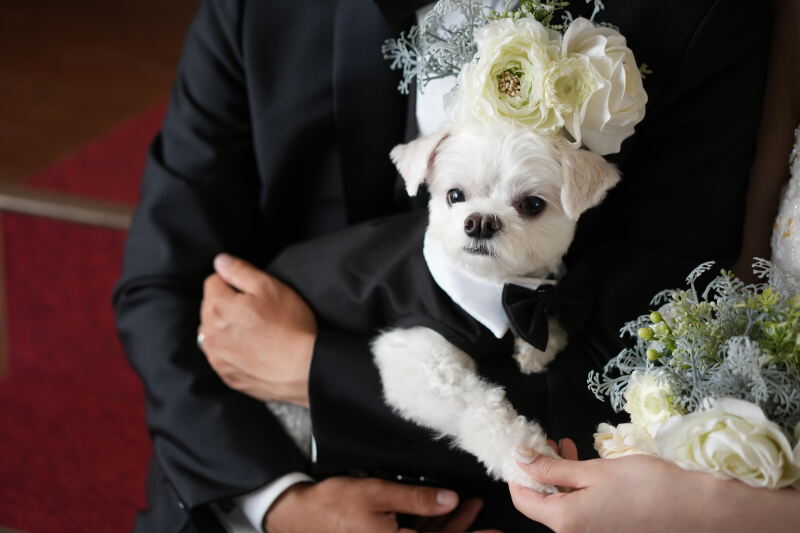 ◆和洋装3着◆大切な家族《わんちゃん・ねこちゃんと一緒に撮影》100カット撮影◆衣装+美容+アルバム+データ付きオールインワン