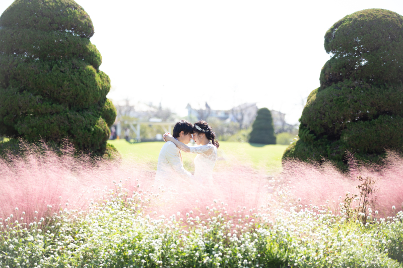 ピンクのフワフワした花が幻想的な写真に