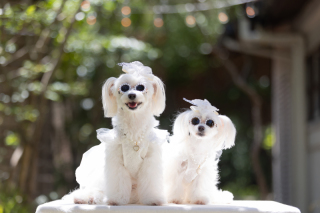 わんちゃんと一緒にフォトウェディング♪