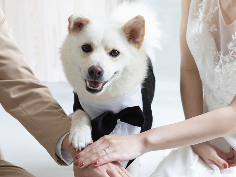 シイキ写真館　amu wedding　_ペットと一緒に撮影できる