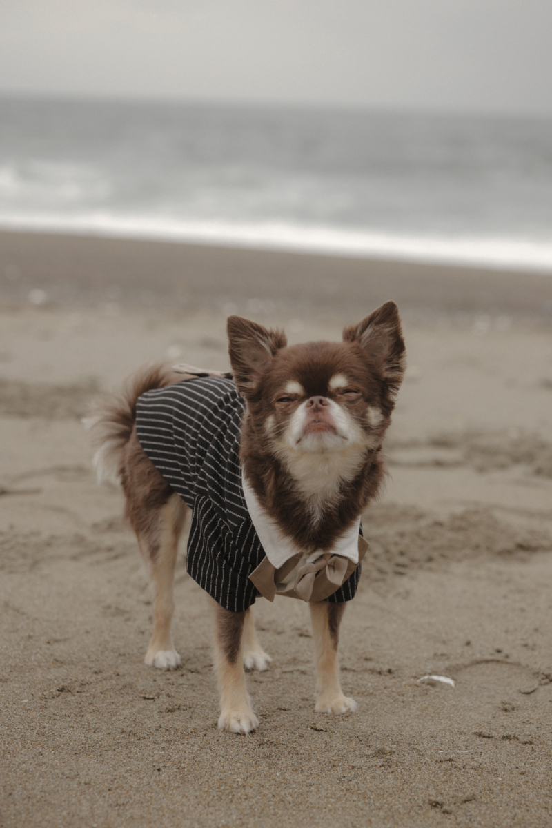 【大切な家族⭐︎ペットプラン】衣装2着スタジオ+ロケーションプラン ヘアメイク+データ100カット