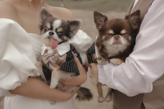 シイキ写真館　amu wedding　