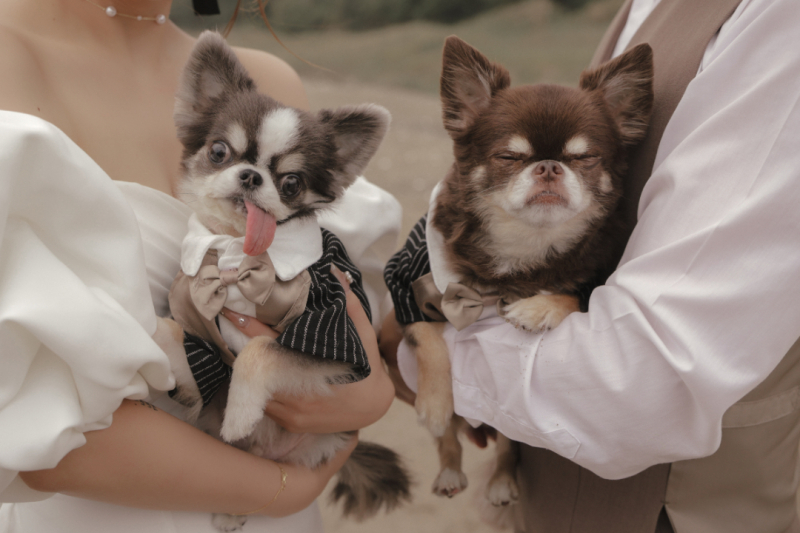 【愛犬・愛猫と一緒に♡】2ndスタジオ★ペットちゃんのソロ写真も撮ります!洋装1着データプラン¥158,000⇒¥98,000