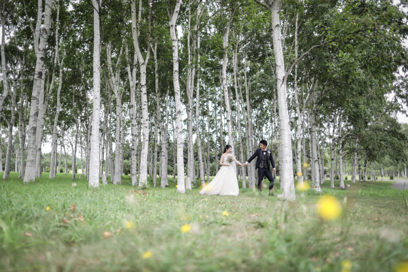 北海道らしい白樺の木