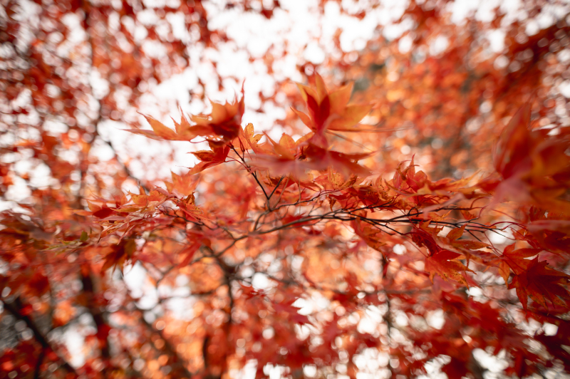 紅葉フォトウェディング・前撮り
