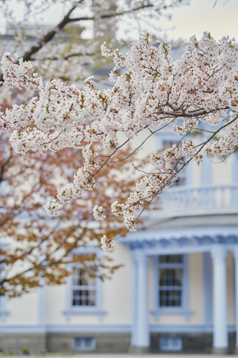 桜　〜白無垢編〜