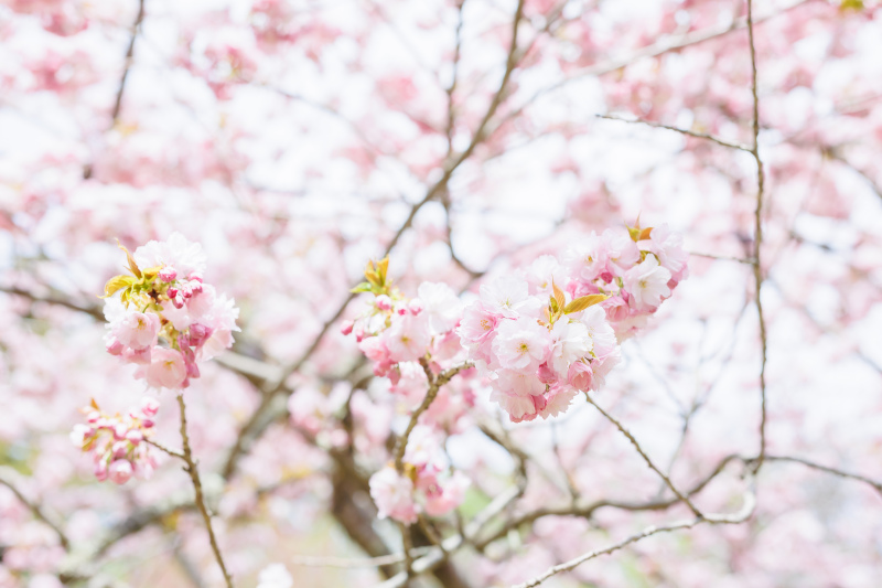 桜フォトウェディング・前撮り