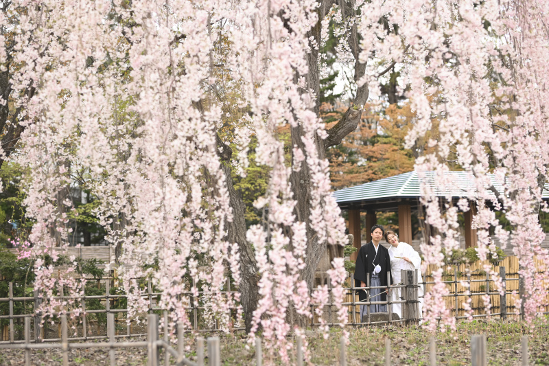 *今年の桜ロケーション*