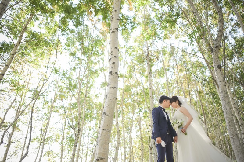 白樺が紅葉するのは知ってますか