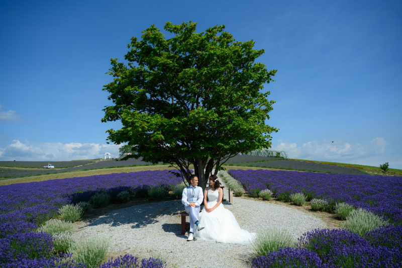 ラベンダー園に立つ一本の木