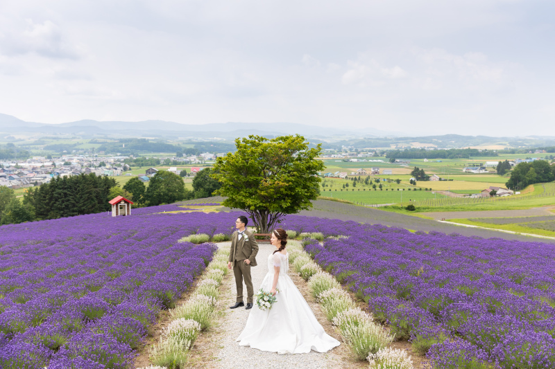 ラベンダーの早咲き・遅咲き