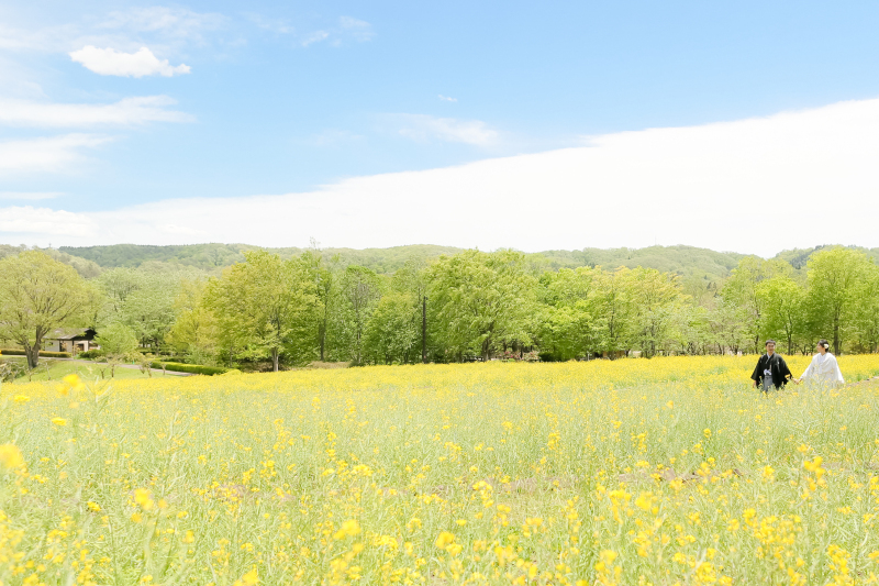 菜の花畑での撮影