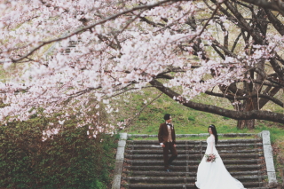 シャングリラ☆さくら&チャペルセレモニー編