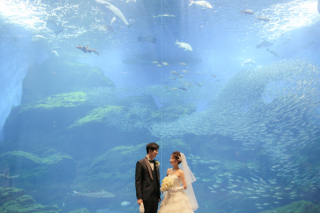 ＼幻想的な水族館ロケーション／