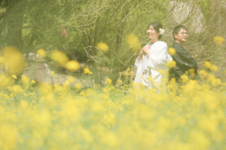 菜の花一面での撮影