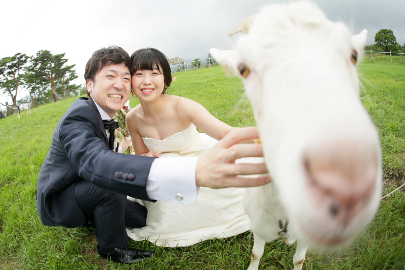 ヤギが主役に!?笑