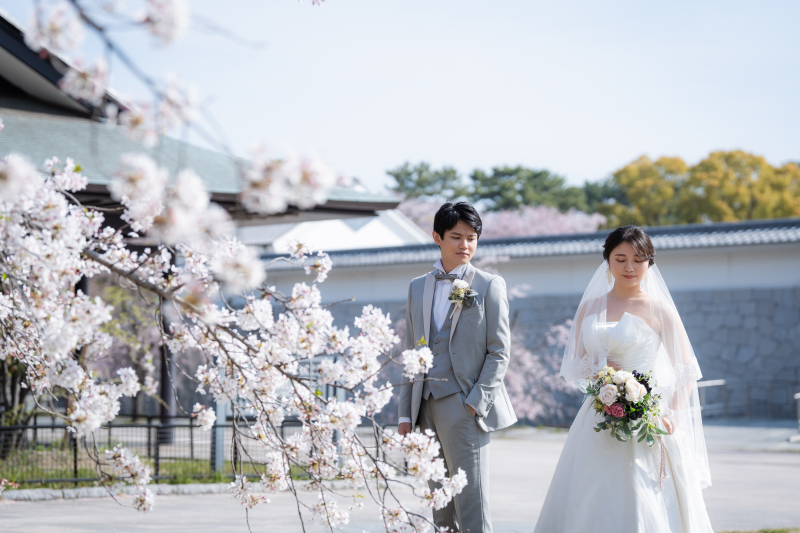 数多くの桜が咲いている場所