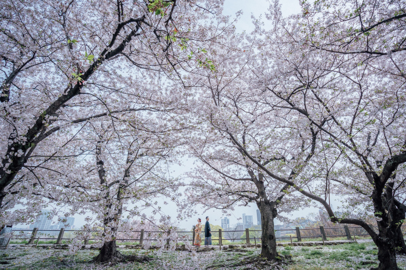 桜並木に囲まれて