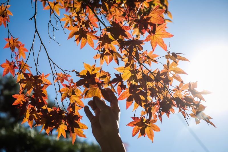 紅葉