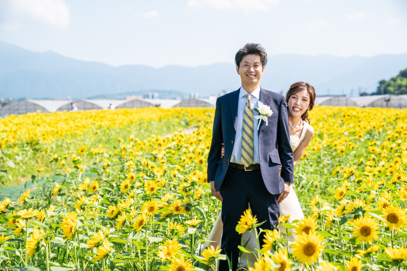 サンフラワー向日葵