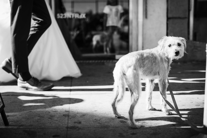 ワンチャンも一緒に