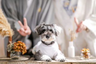 ワンちゃんとスタジオフォト