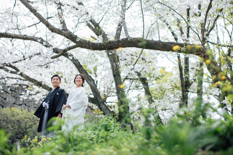 桜と緑のコントラスト