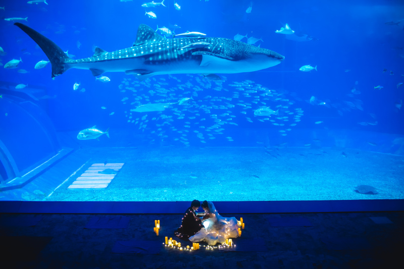 セーラームーンとジンベイザメ♩