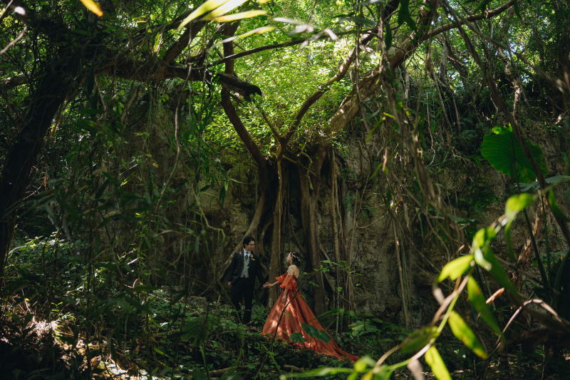ホロホローの森