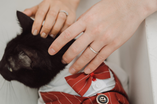 愛猫ちゃんとスタジオフォト