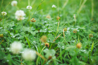 梅雨の楽しみ方