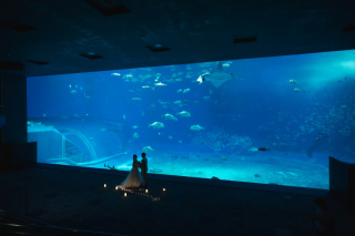 ラヴィファクトリー沖縄店_【沖縄本島】美ら海水族館フォトウエディング