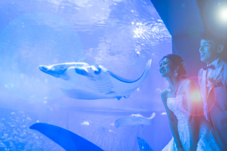 ラヴィファクトリー沖縄店_【沖縄本島】美ら海水族館フォトウエディング