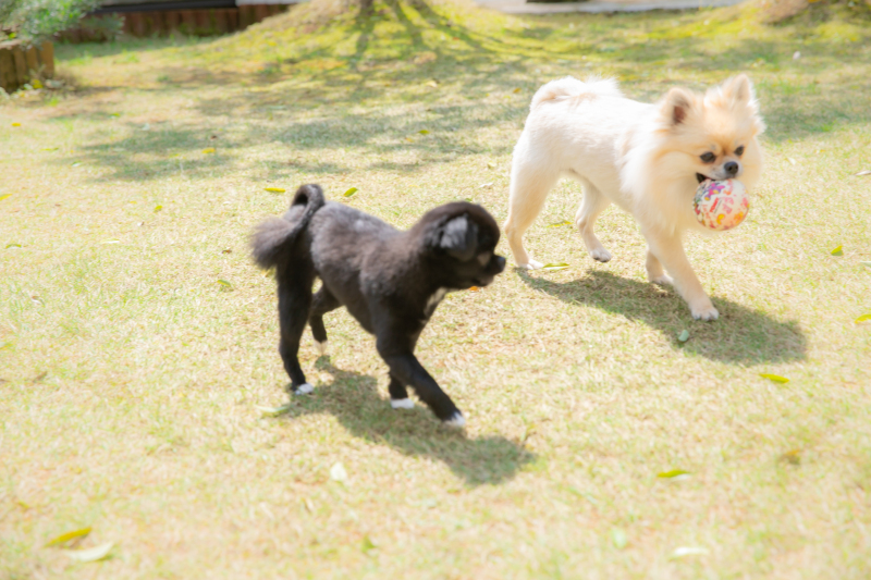 広々ガーデンはワンちゃんたちのドッグラン!