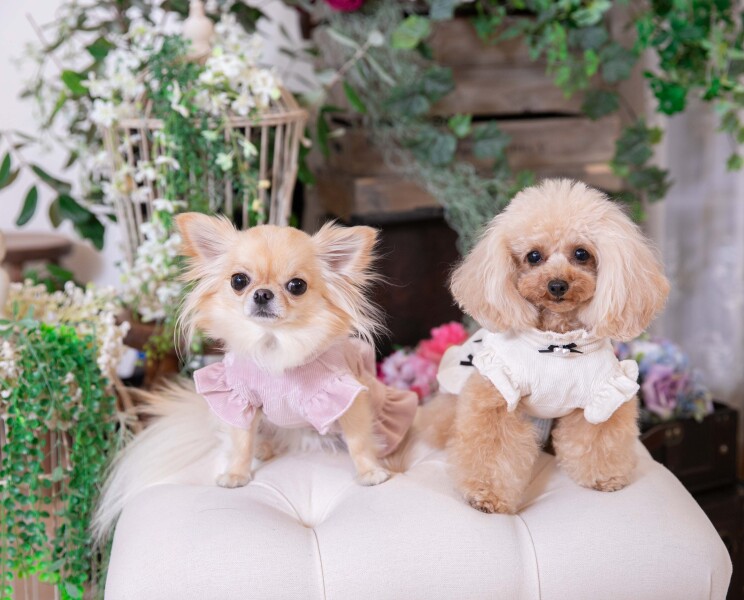 【フォトウェディング専門】貸切邸宅スタジオ アトリエ リシュマリア_ペットと一緒に撮影できる