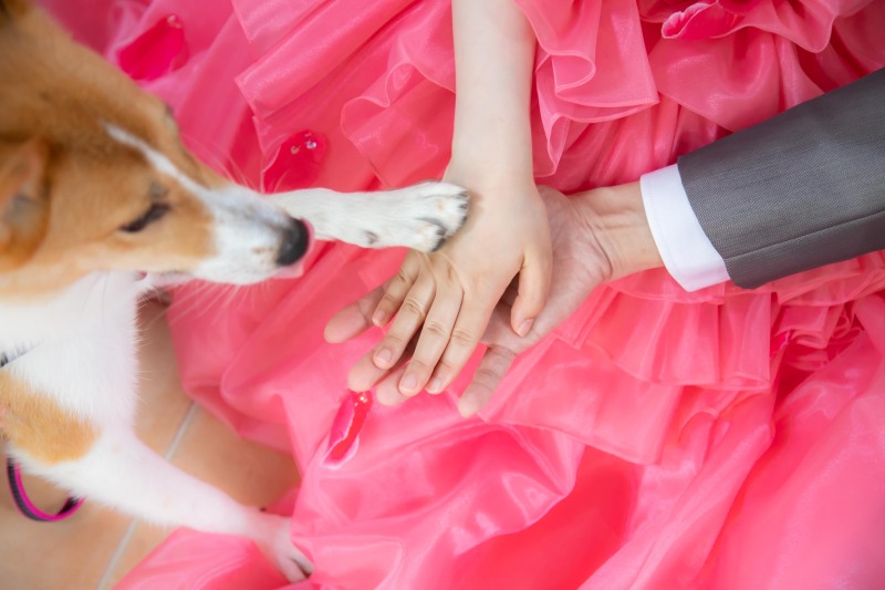 【フォトウェディング専門】貸切邸宅スタジオ アトリエ リシュマリア_ペットと一緒に撮影できる