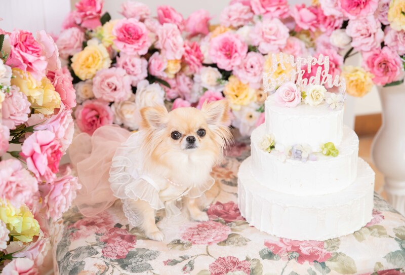 ワンちゃんだけのショットも撮れます♪