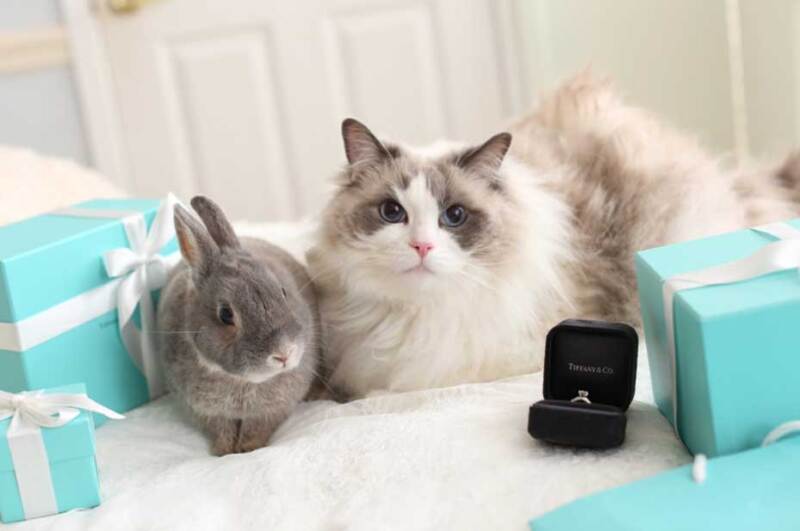 aim東京原宿店_ペットと一緒に撮影できる