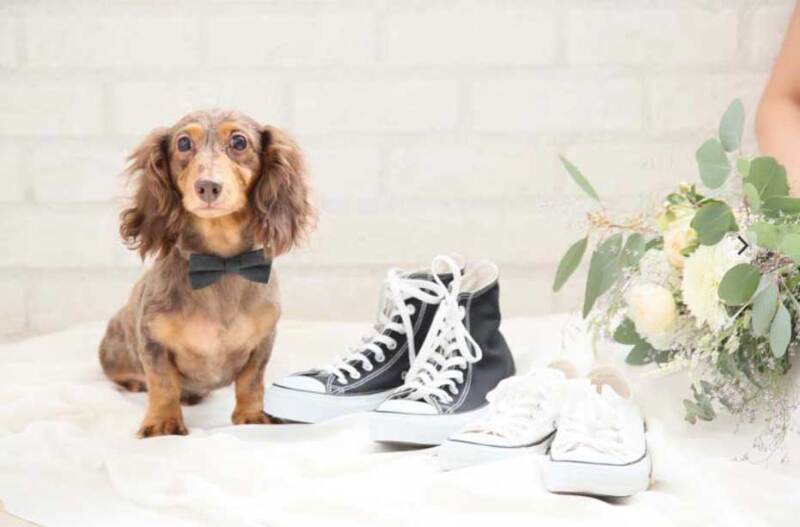 aim東京原宿店_ペットと一緒に撮影できる