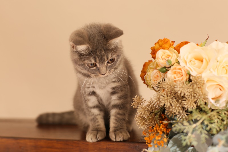 ペットのソロカットも対応