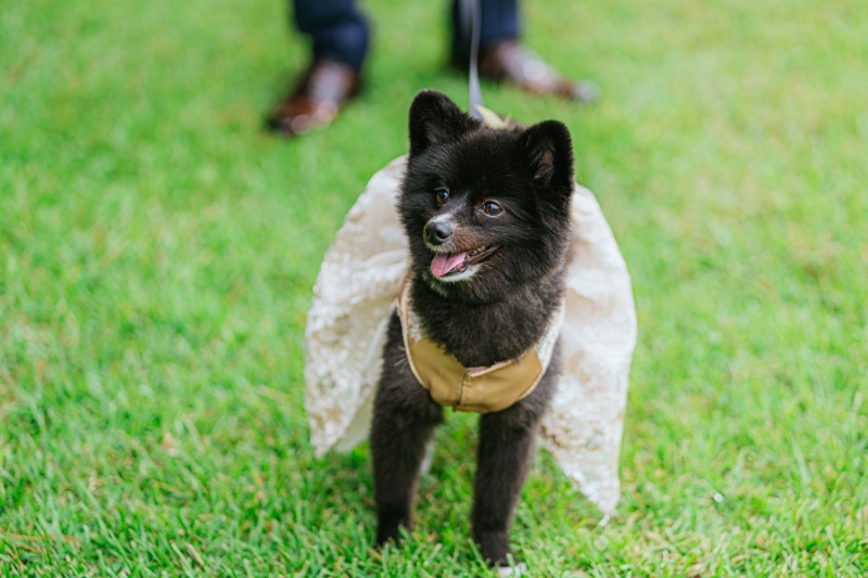 ワンちゃんソロ１