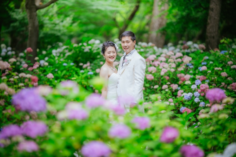 紫陽花
