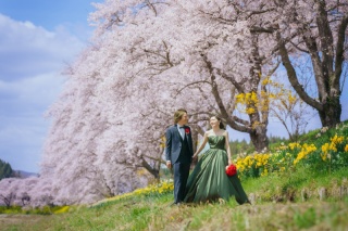 夏井川千本桜