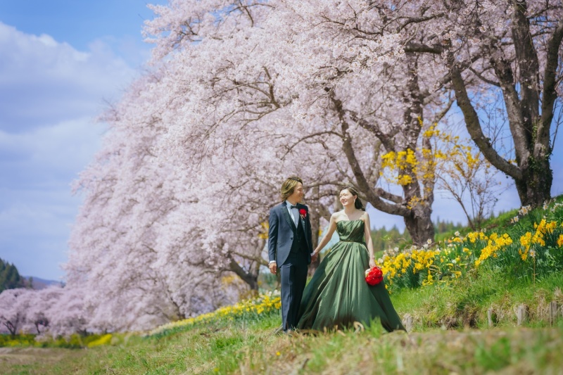 夏井川千本桜